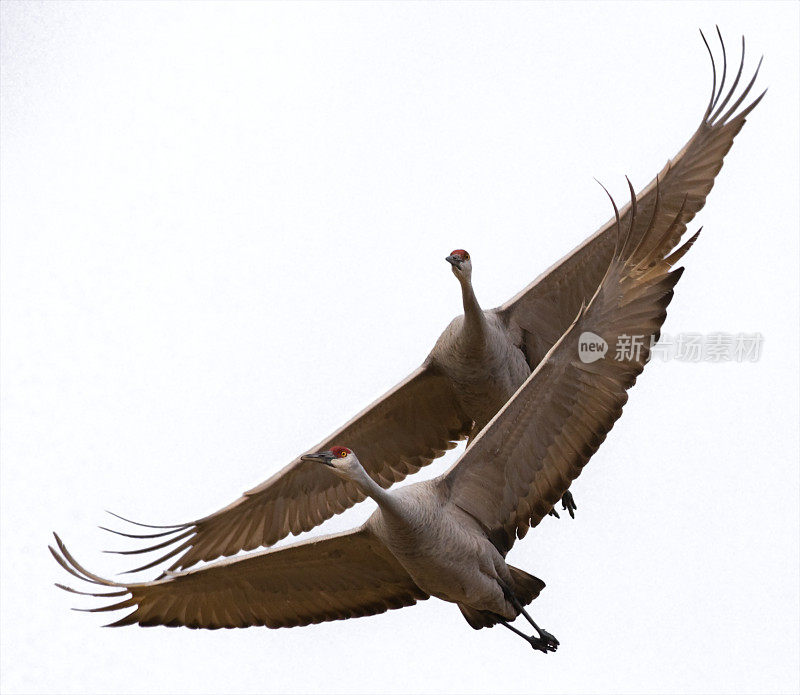 两只沙丘鹤(Grus canadensis)飞行